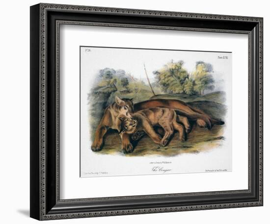 Audubon: The Cougar-John Woodhouse Audubon-Framed Giclee Print