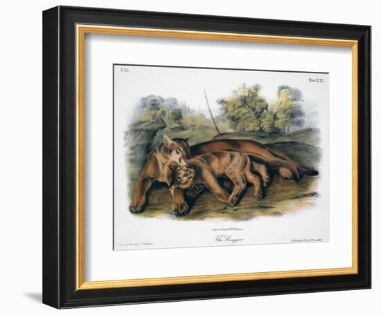 Audubon: The Cougar-John Woodhouse Audubon-Framed Giclee Print