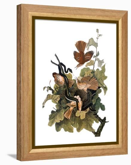 Audubon: Thrasher-John James Audubon-Framed Premier Image Canvas