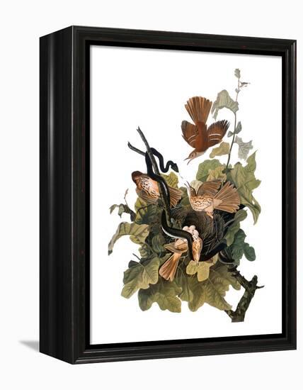 Audubon: Thrasher-John James Audubon-Framed Premier Image Canvas