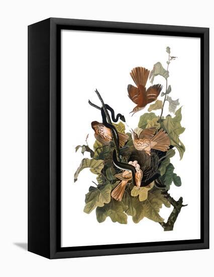 Audubon: Thrasher-John James Audubon-Framed Premier Image Canvas