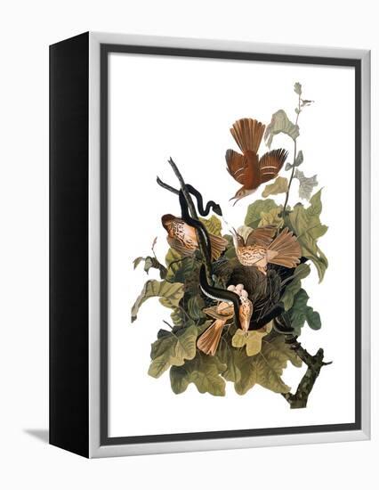 Audubon: Thrasher-John James Audubon-Framed Premier Image Canvas