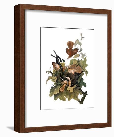 Audubon: Thrasher-John James Audubon-Framed Premium Giclee Print