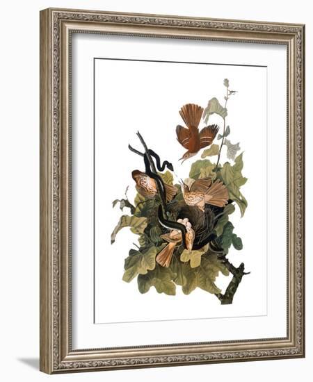 Audubon: Thrasher-John James Audubon-Framed Giclee Print