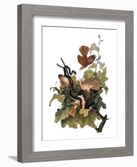 Audubon: Thrasher-John James Audubon-Framed Giclee Print