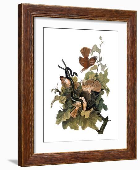 Audubon: Thrasher-John James Audubon-Framed Giclee Print