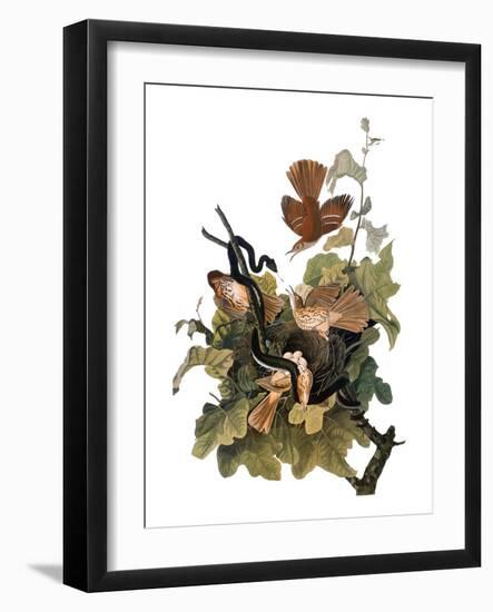Audubon: Thrasher-John James Audubon-Framed Giclee Print