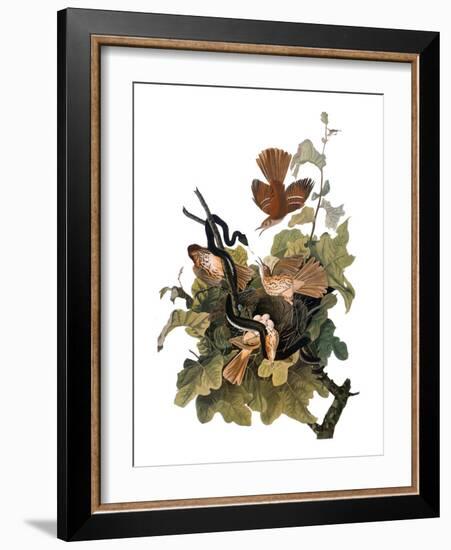 Audubon: Thrasher-John James Audubon-Framed Giclee Print