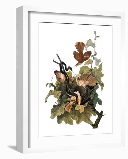 Audubon: Thrasher-John James Audubon-Framed Giclee Print