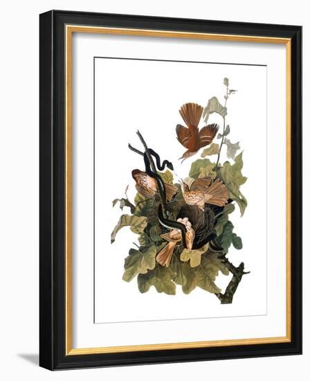 Audubon: Thrasher-John James Audubon-Framed Giclee Print