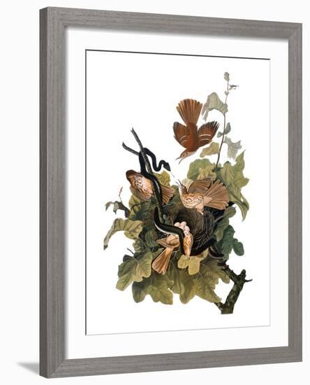 Audubon: Thrasher-John James Audubon-Framed Giclee Print