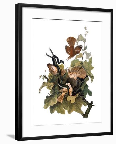 Audubon: Thrasher-John James Audubon-Framed Giclee Print