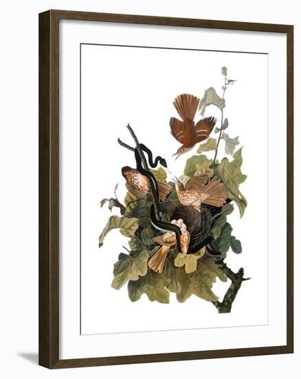 Audubon: Thrasher-John James Audubon-Framed Giclee Print