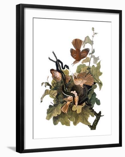 Audubon: Thrasher-John James Audubon-Framed Giclee Print