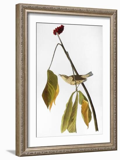 Audubon: Thrush, 1827-John James Audubon-Framed Giclee Print