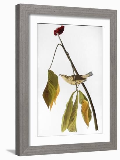 Audubon: Thrush, 1827-John James Audubon-Framed Giclee Print