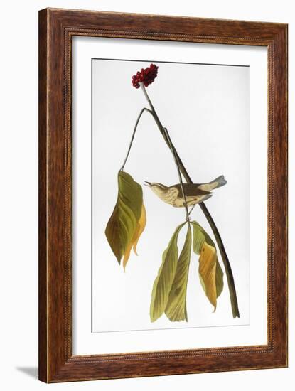 Audubon: Thrush, 1827-John James Audubon-Framed Giclee Print