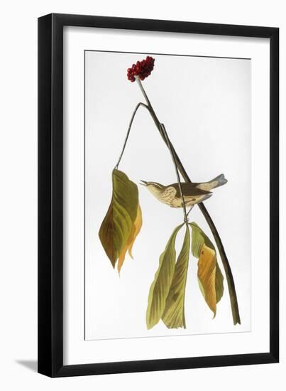 Audubon: Thrush, 1827-John James Audubon-Framed Giclee Print