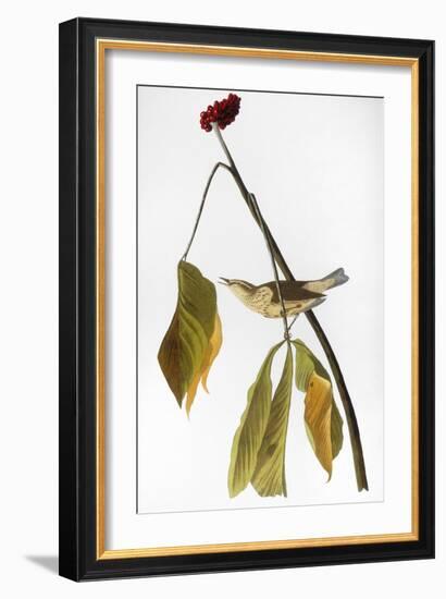 Audubon: Thrush, 1827-John James Audubon-Framed Giclee Print