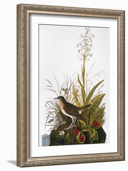 Audubon: Thrush-John James Audubon-Framed Giclee Print