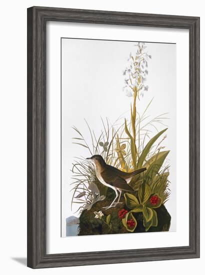 Audubon: Thrush-John James Audubon-Framed Giclee Print