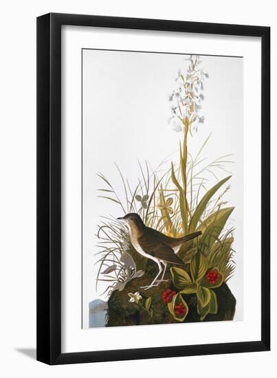 Audubon: Thrush-John James Audubon-Framed Giclee Print