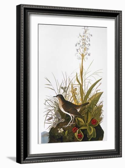 Audubon: Thrush-John James Audubon-Framed Giclee Print