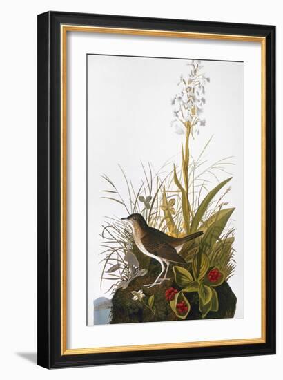 Audubon: Thrush-John James Audubon-Framed Giclee Print