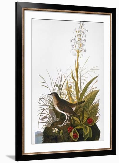 Audubon: Thrush-John James Audubon-Framed Giclee Print