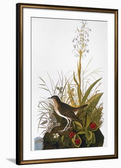 Audubon: Thrush-John James Audubon-Framed Giclee Print