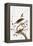 Audubon: Thrush-John James Audubon-Framed Premier Image Canvas