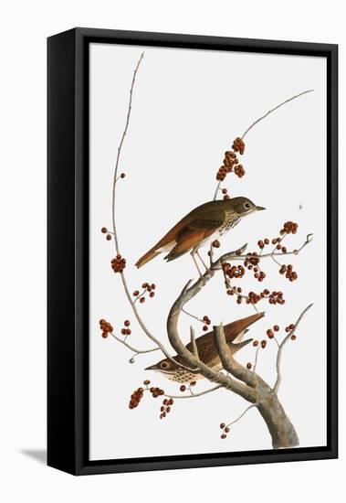 Audubon: Thrush-John James Audubon-Framed Premier Image Canvas