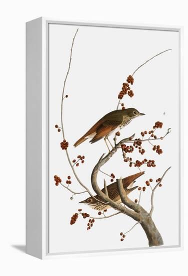 Audubon: Thrush-John James Audubon-Framed Premier Image Canvas