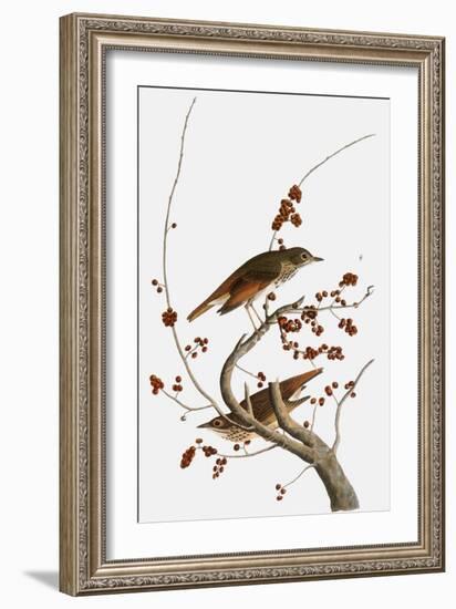 Audubon: Thrush-John James Audubon-Framed Giclee Print