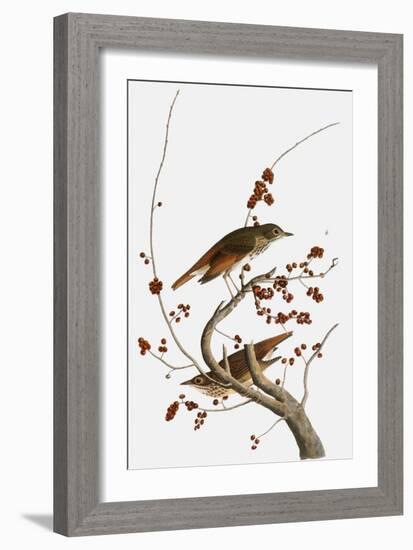 Audubon: Thrush-John James Audubon-Framed Giclee Print