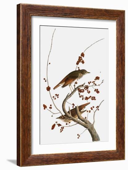 Audubon: Thrush-John James Audubon-Framed Giclee Print