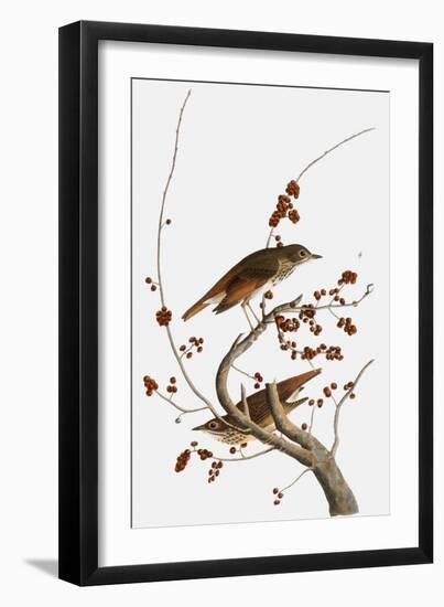 Audubon: Thrush-John James Audubon-Framed Giclee Print