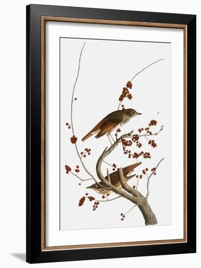 Audubon: Thrush-John James Audubon-Framed Giclee Print