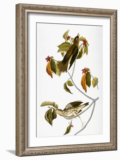 Audubon: Thrush-John James Audubon-Framed Giclee Print