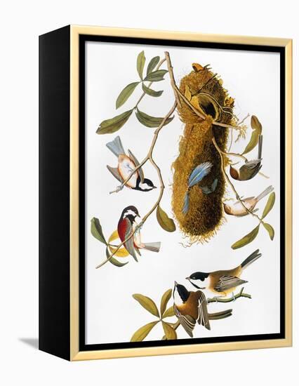 Audubon: Titmouse-John James Audubon-Framed Premier Image Canvas