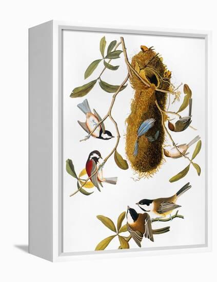 Audubon: Titmouse-John James Audubon-Framed Premier Image Canvas