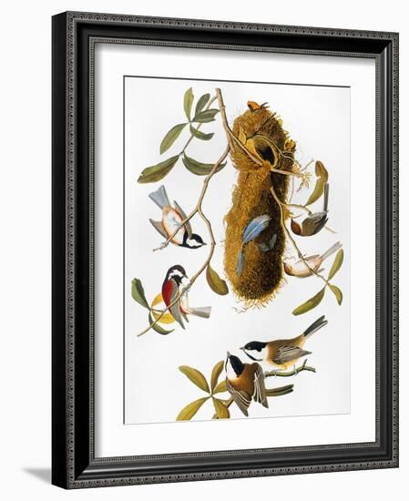 Audubon: Titmouse-John James Audubon-Framed Giclee Print