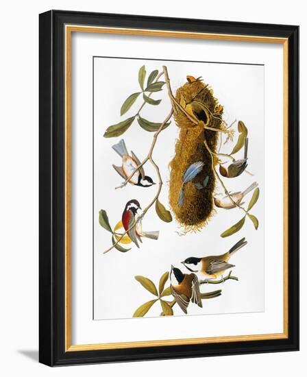 Audubon: Titmouse-John James Audubon-Framed Giclee Print