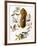 Audubon: Titmouse-John James Audubon-Framed Giclee Print