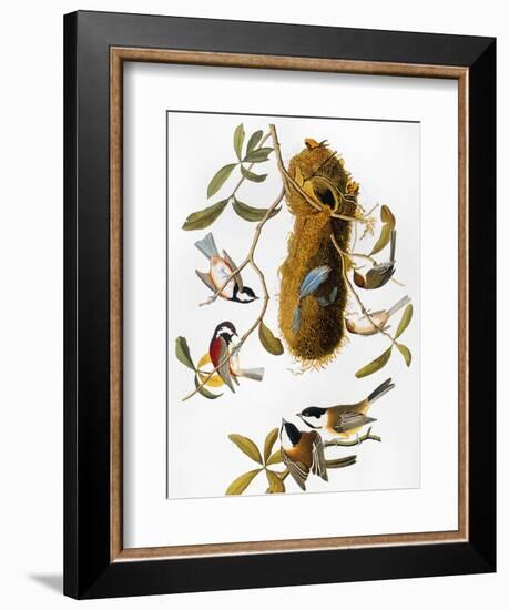 Audubon: Titmouse-John James Audubon-Framed Giclee Print