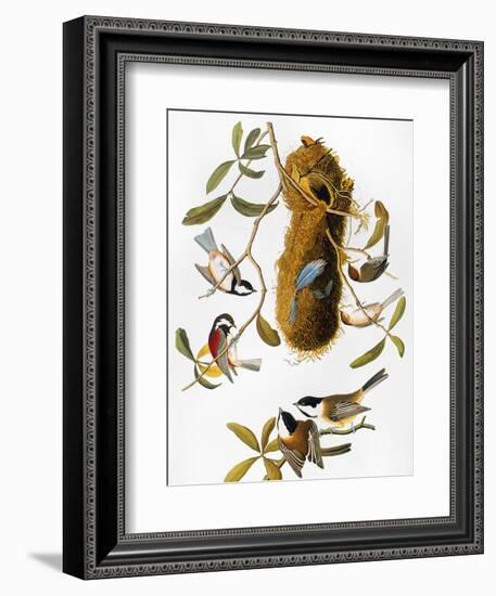 Audubon: Titmouse-John James Audubon-Framed Giclee Print