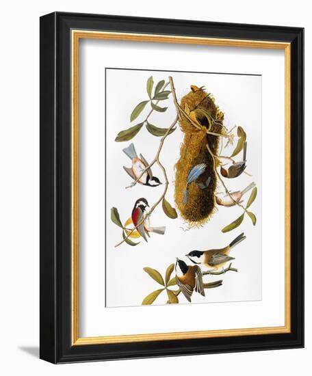 Audubon: Titmouse-John James Audubon-Framed Giclee Print