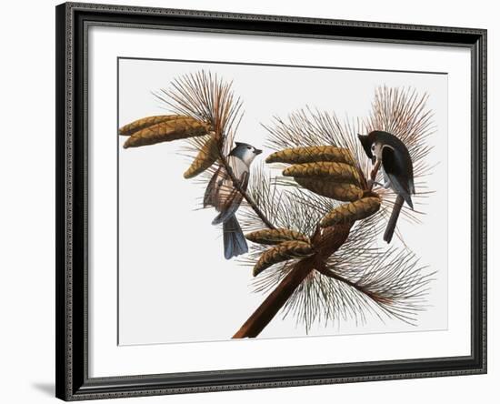 Audubon: Titmouse-John James Audubon-Framed Giclee Print