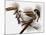 Audubon: Titmouse-John James Audubon-Mounted Giclee Print