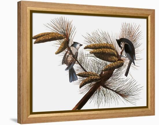 Audubon: Titmouse-John James Audubon-Framed Premier Image Canvas